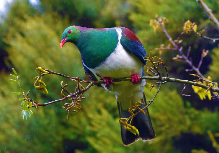 happy-nz-Kereru happy-nz-Kereru