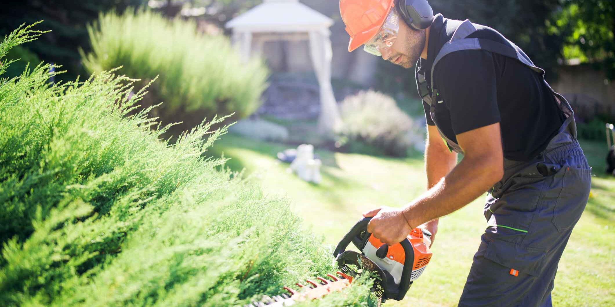 hedge-trimming-nelson-tasman-3 hedge-trimming-nelson-tasman-3
