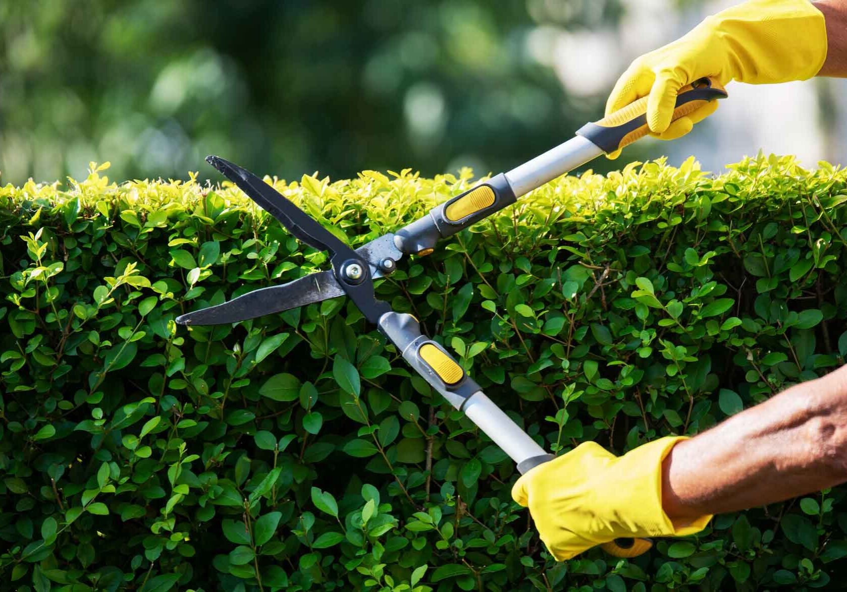 hedge-trimming-nelson-tasman hedge-trimming-nelson-tasman