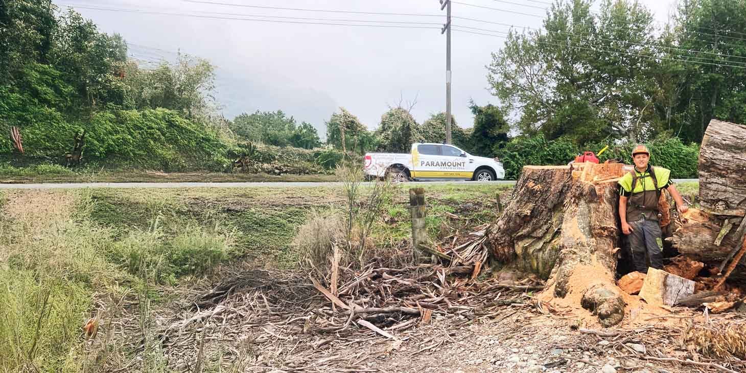large-tree-care-services large-tree-care-services