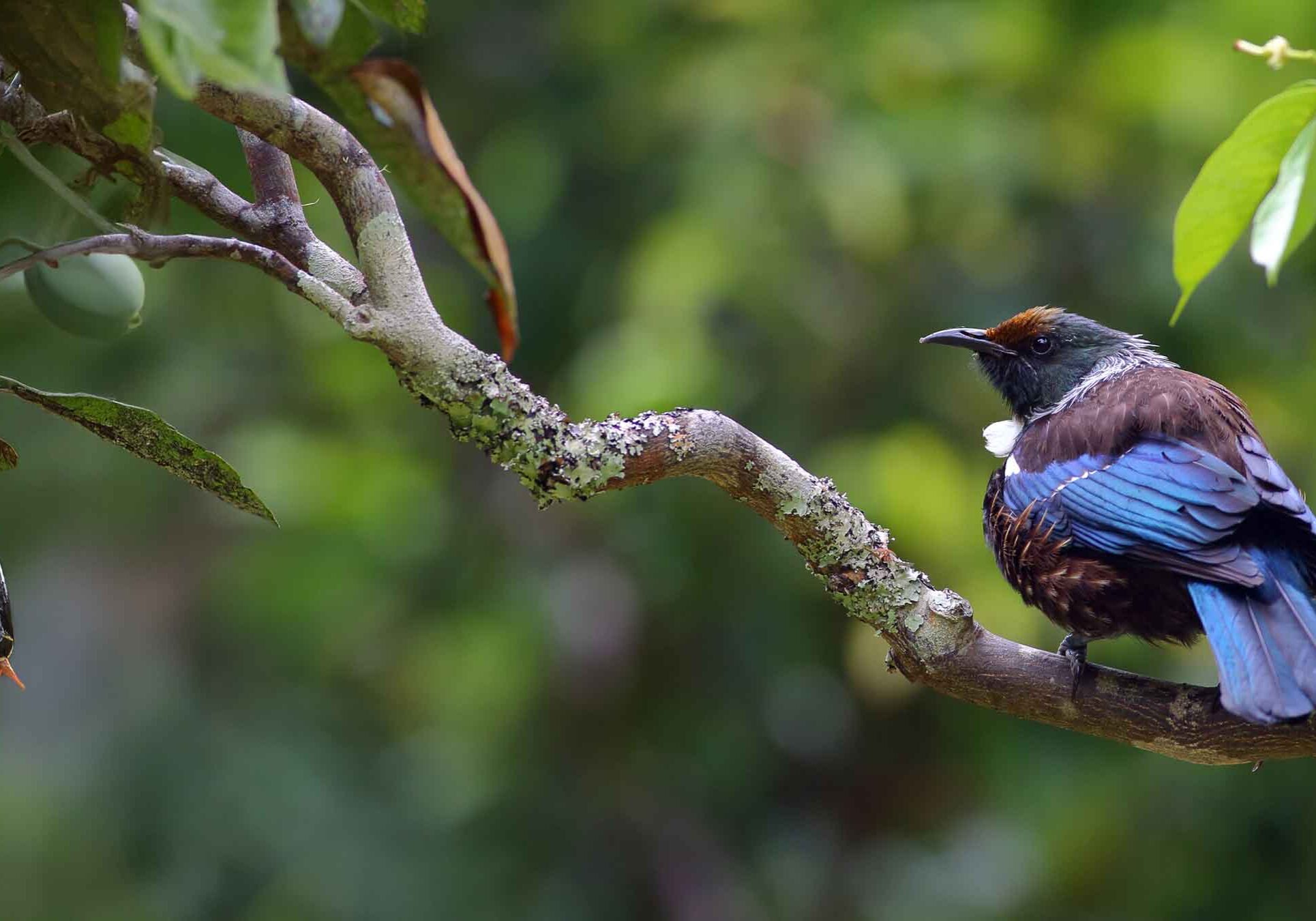 nz-garden-bird nz-garden-bird
