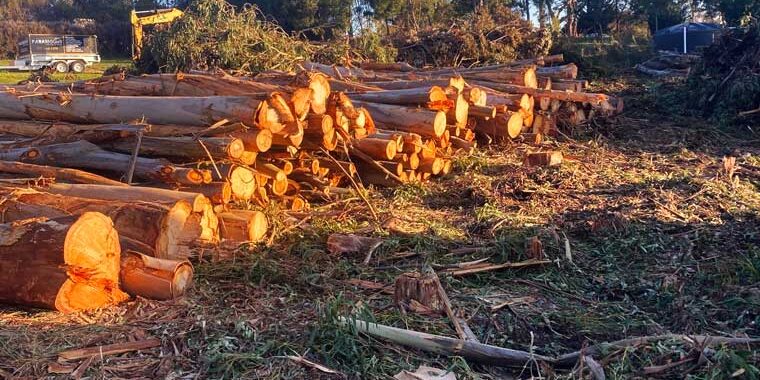paramount-forestry-services-2 paramount-forestry-services-2