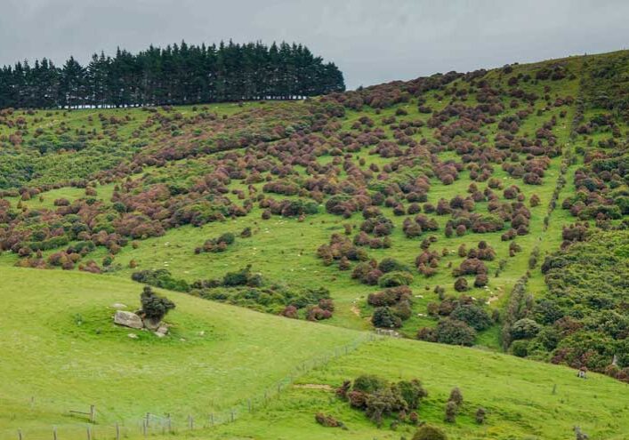 scrub-management-nz-3 scrub-management-nz-3