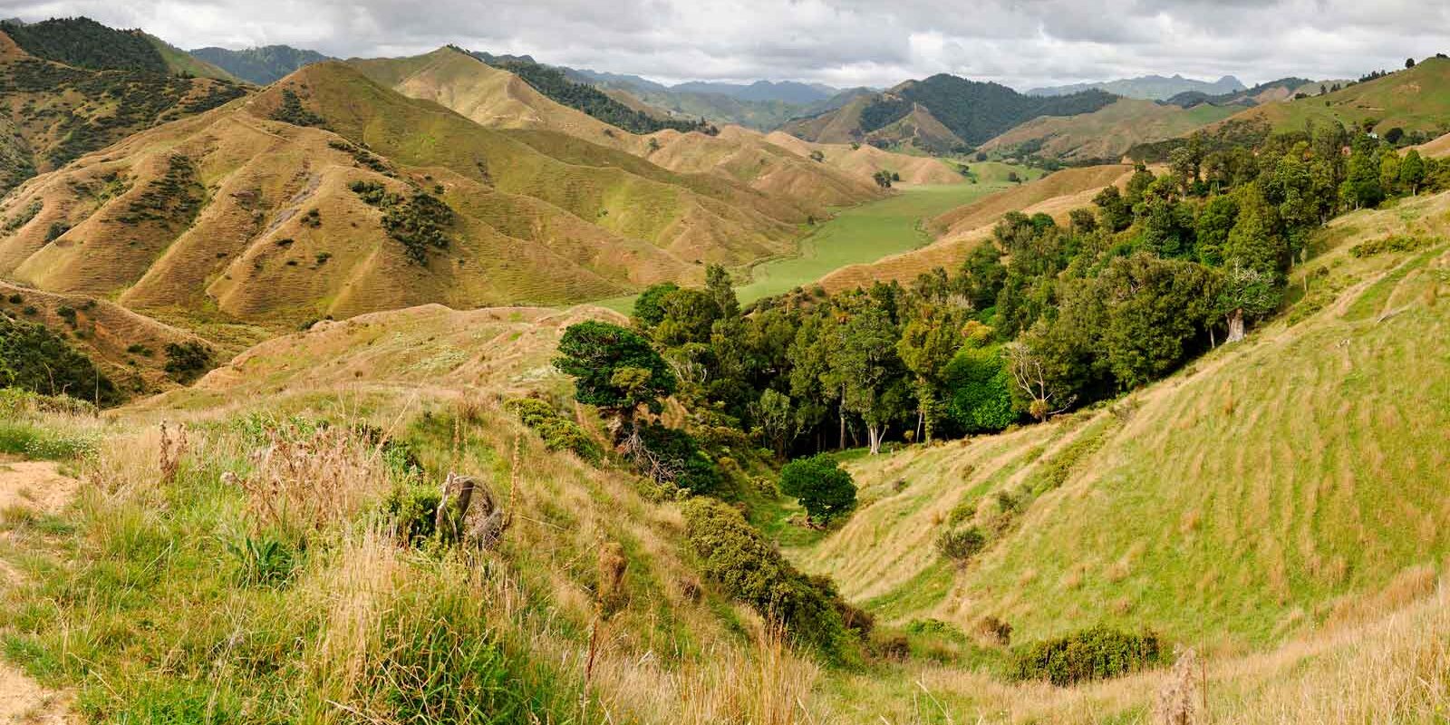 scrub-management-services scrub-management-services