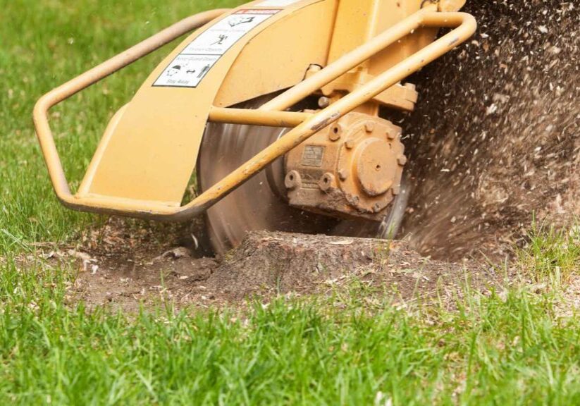 stump-grinding-nelson-tasman stump-grinding-nelson-tasman
