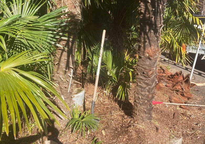 tree-pruning-in-nelson tree-pruning-in-nelson
